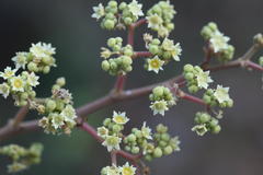 Ventilago madraspatana